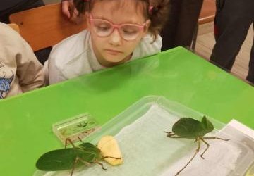 Owadzie laboratorium